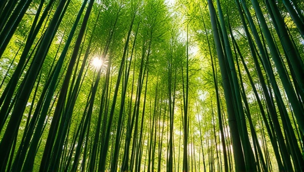A vibrant image of a bamboo forest with sunlight filtering through the leaves, showcasing the raw beauty and sustainability of bamboo as a material.