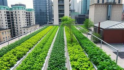 An urban rooftop transformed into a lush, green vertical farm with rows of plants growing vertically, showcasing the concept of sustainable urban agriculture.