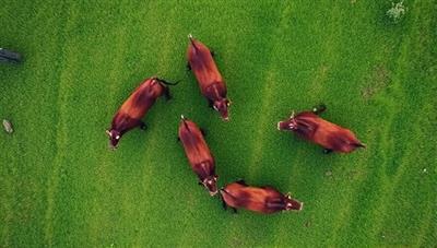 An aerial view of a lush green pasture with livestock wearing small, high-tech tracking devices, illustrating efficient and modern livestock management practices.